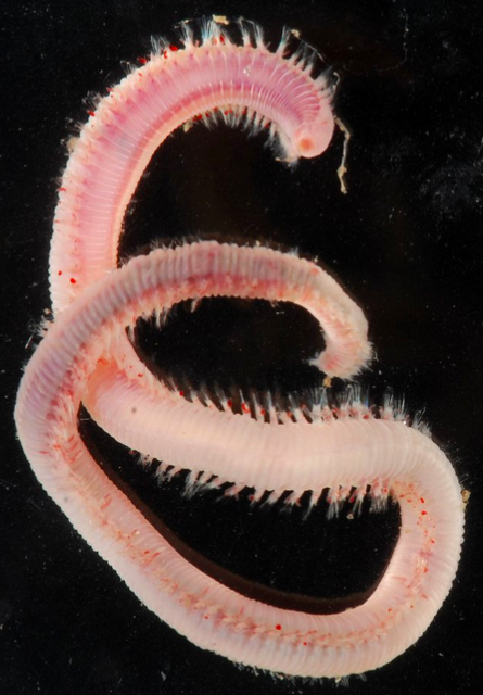 Фото: Smithsonian Environmental Research Center / Flickr Глицера вида Glycera dibranchiata во всей красе