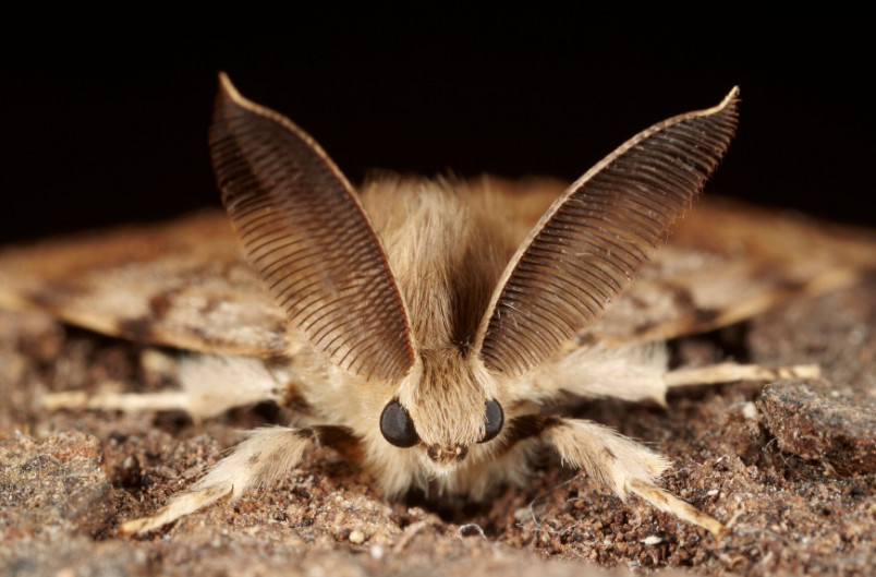 фото с сайта dreamindemon.com