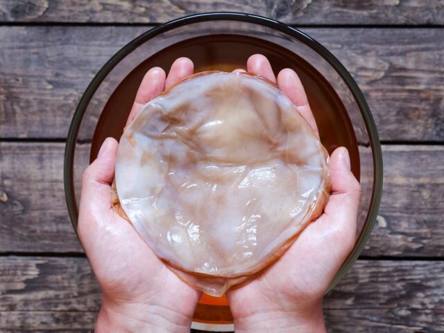 Чайный гриб, или Медузомицет (Medusomyces gisevii)