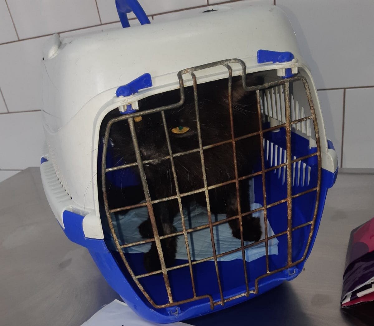 Черномазик