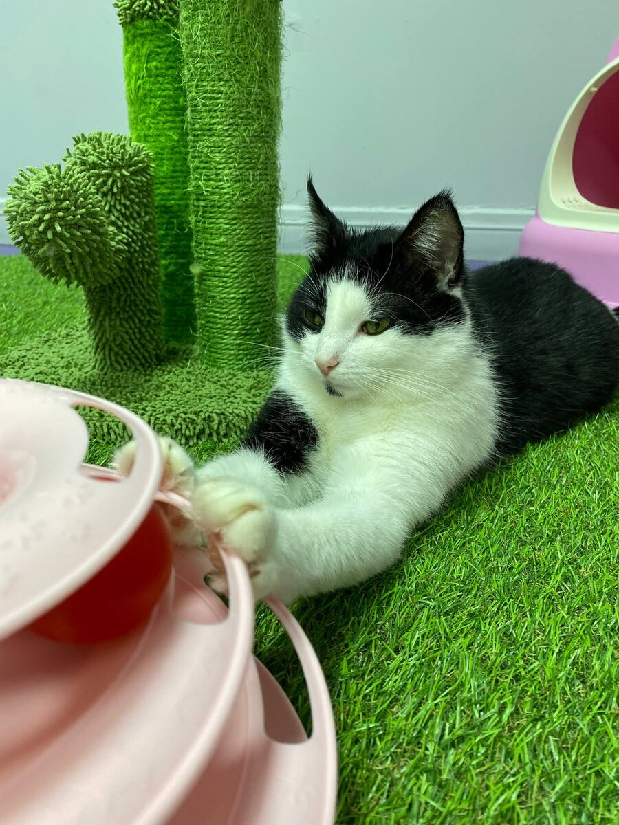 Котик из FrrFrr House и игрушка, которую сложно проглотить  