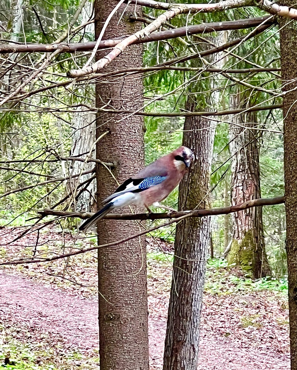 Посчастливилось увидеть сойку -«северного попугая»
