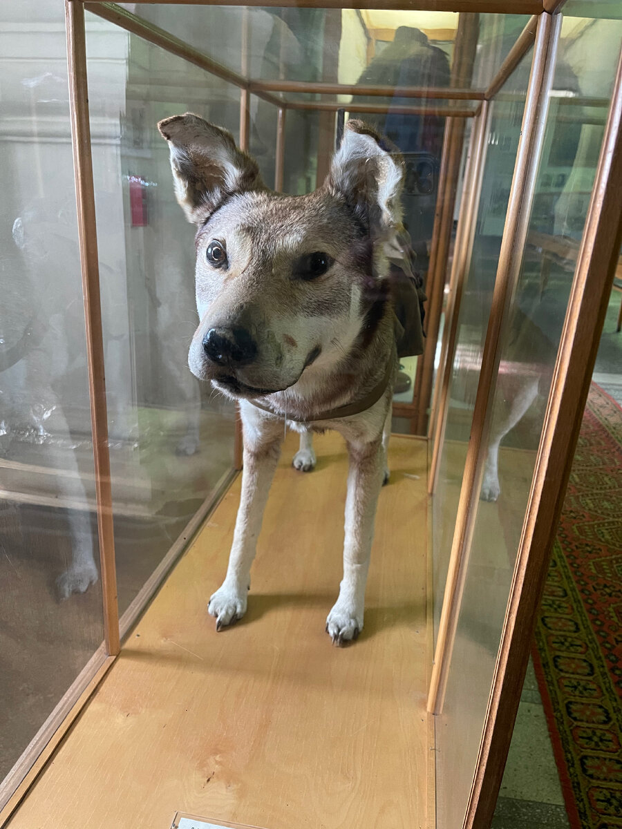 Чучело собаки. Военно-исторический музей артиллерии, г. Санкт-Петербург