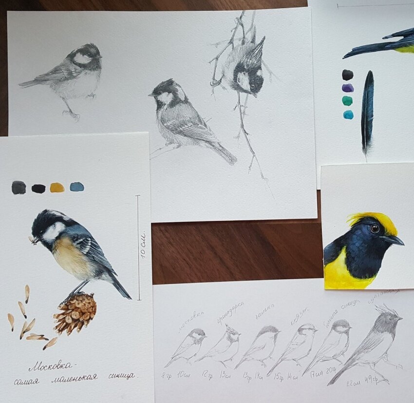 Иллюстратор и график Таша  Габеева работает над книгой о синицах