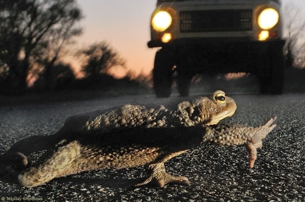 Яндекс. Картинки.