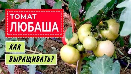 Ранний томат Любаша. Как выращивать_