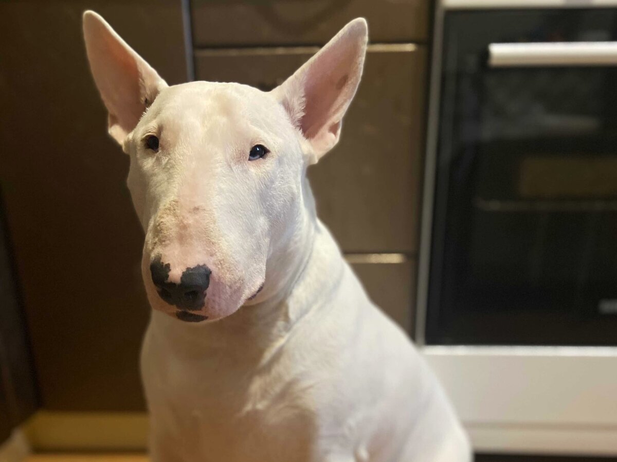 Виновник "торжества" - Кокосик.