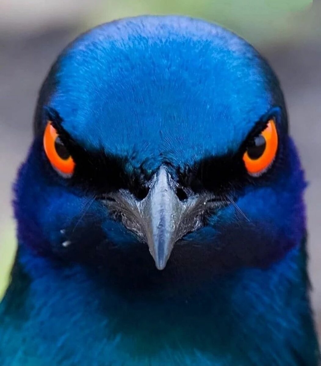 Большой сине-ушастый скворец