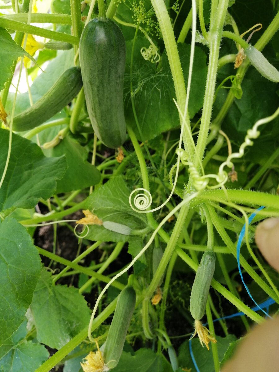 Подкормка увеличит урожай огурчиков. 