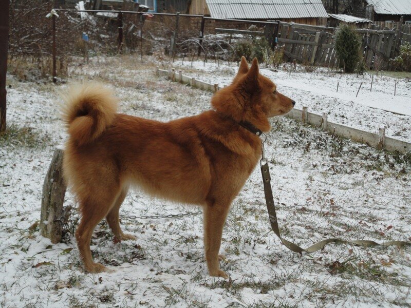 Пумга А.Г.Павленко