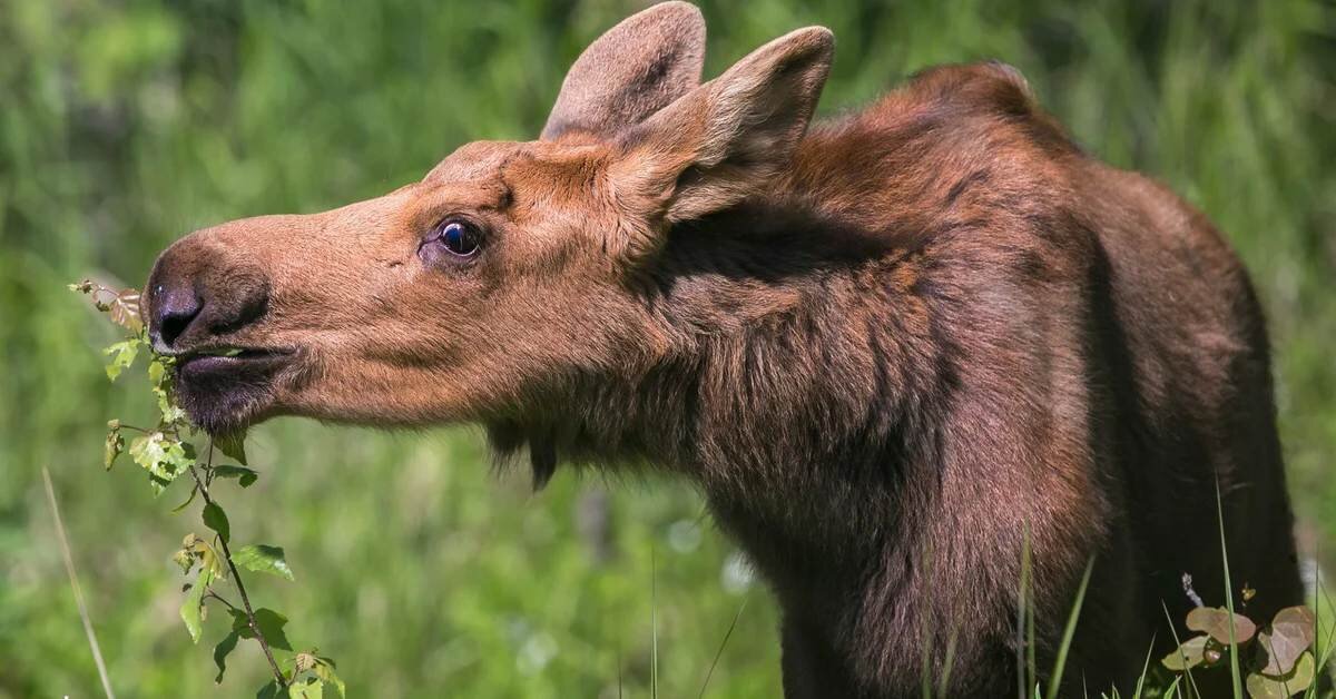 Фото с сайта moi-goda.ru для примера