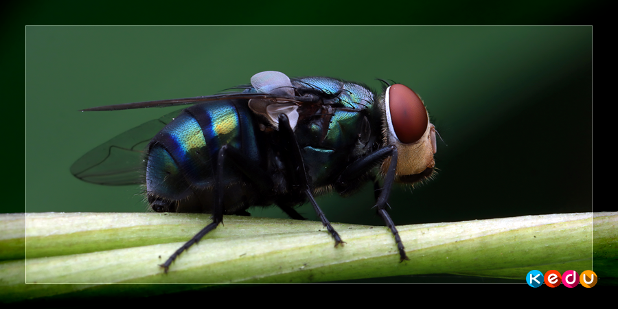 Designed by kuritafsheen77/freepik