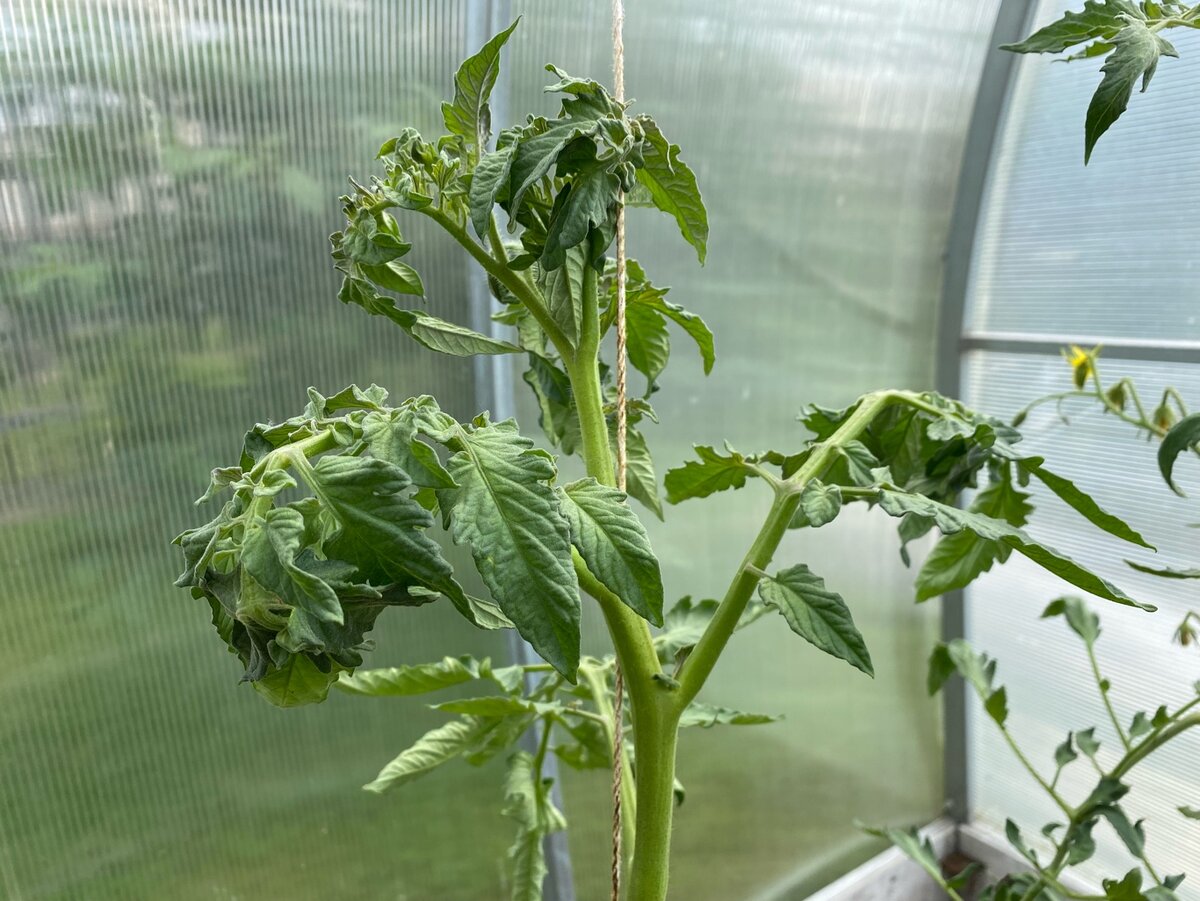 У томата закручивается верхушка. Что делать?