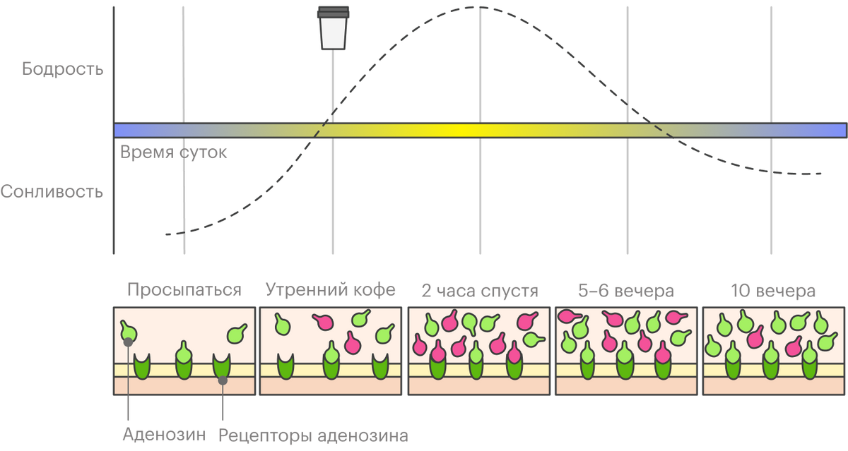 На графике видно, что кофе придает больше всего бодрости через два часа после того, как мы его выпьем