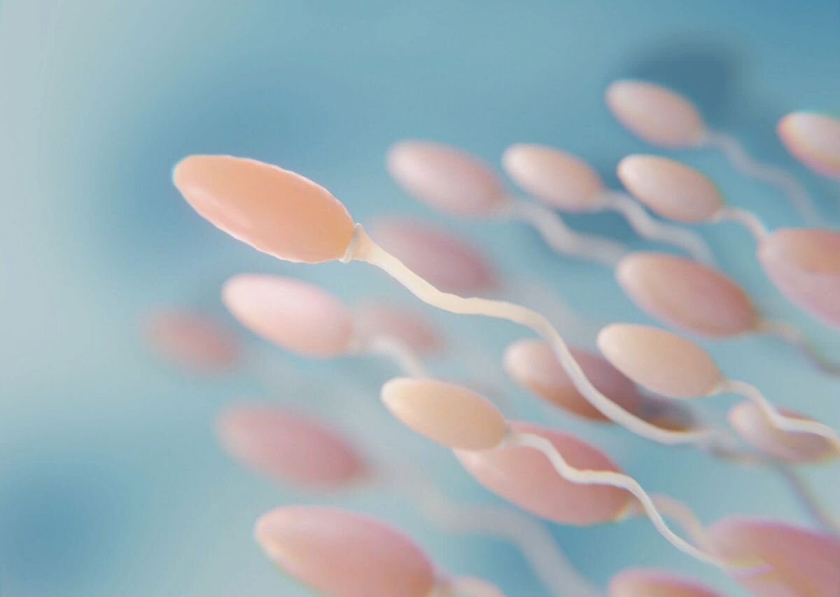 Донор спермы: как и где сдать сперму, сколько платят донорам, как подготовиться к сдаче