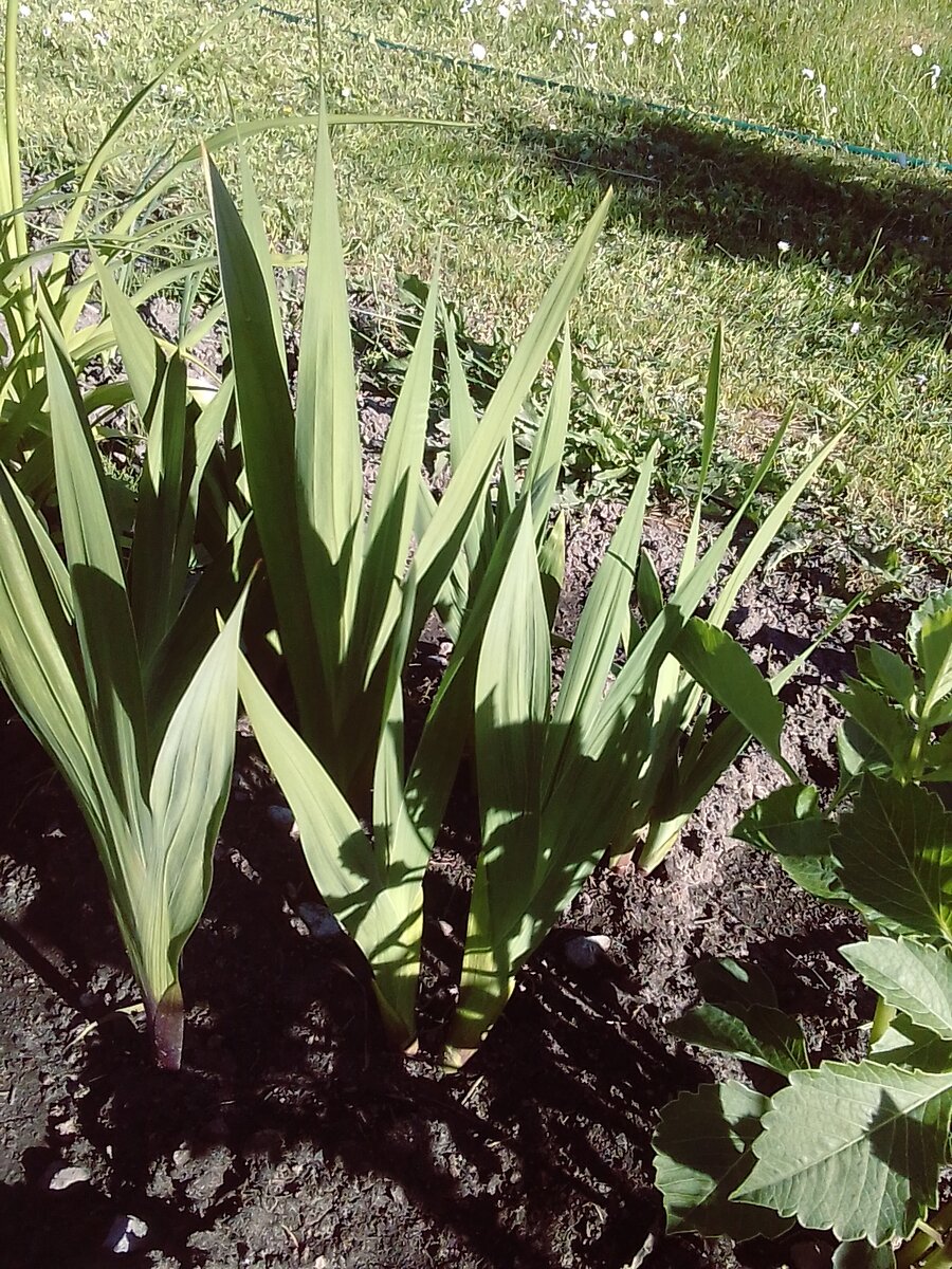 Эти гладиолусы потолще.