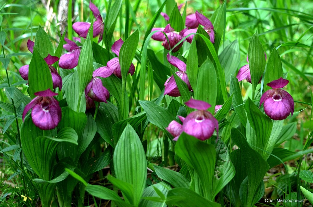 башмачок крупноцветковый