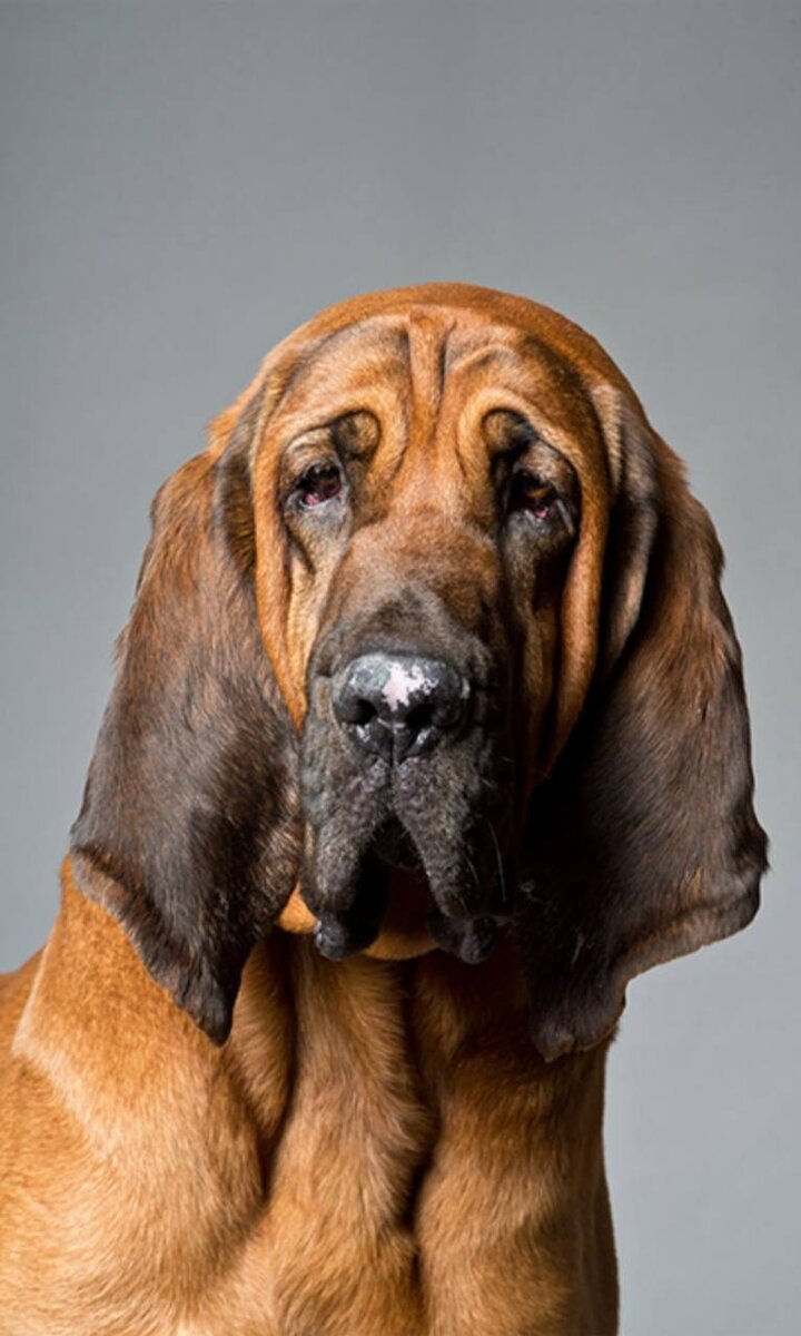 Он обладает таким отчетливым и точным обонянием, что его берут на службу в полицию в качестве ищейки и используют в спасательных операциях, для розыска. Он может обнаружить следы, оставленные более 300 часов назад, и может идти по следу на протяжении 210 км.

