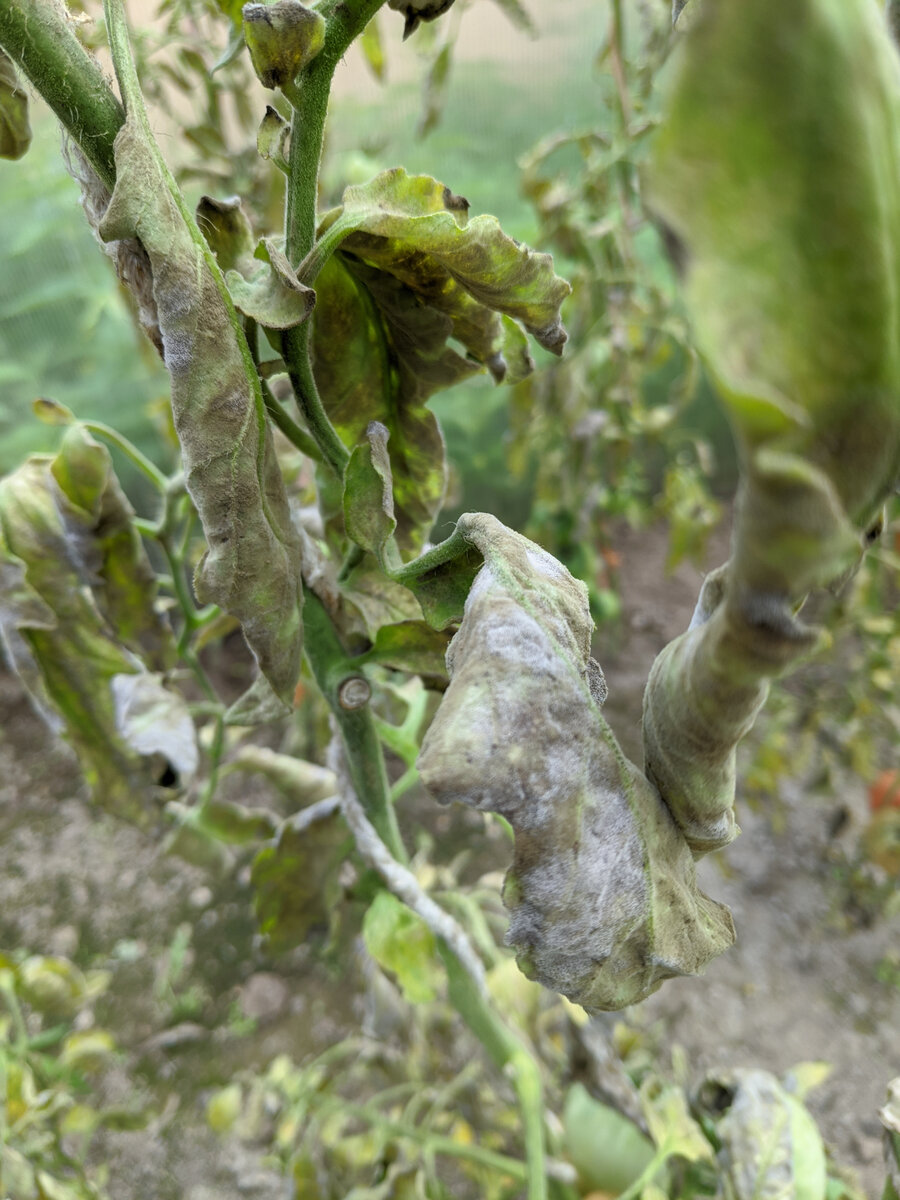 Вся теплица такая... Да, устойчивость к кладоспориозу у разных сортов различная. Какие-то поражаются сильно, какие-то стараются удержаться... Но когда воздух насыщен спорами (а "седина" на листе - именно спороношение), не выдерживают даже самые стойкие