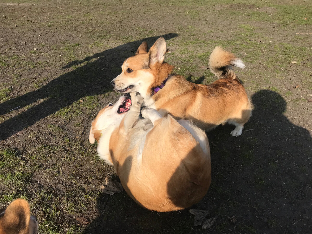 Хантер и Бублик