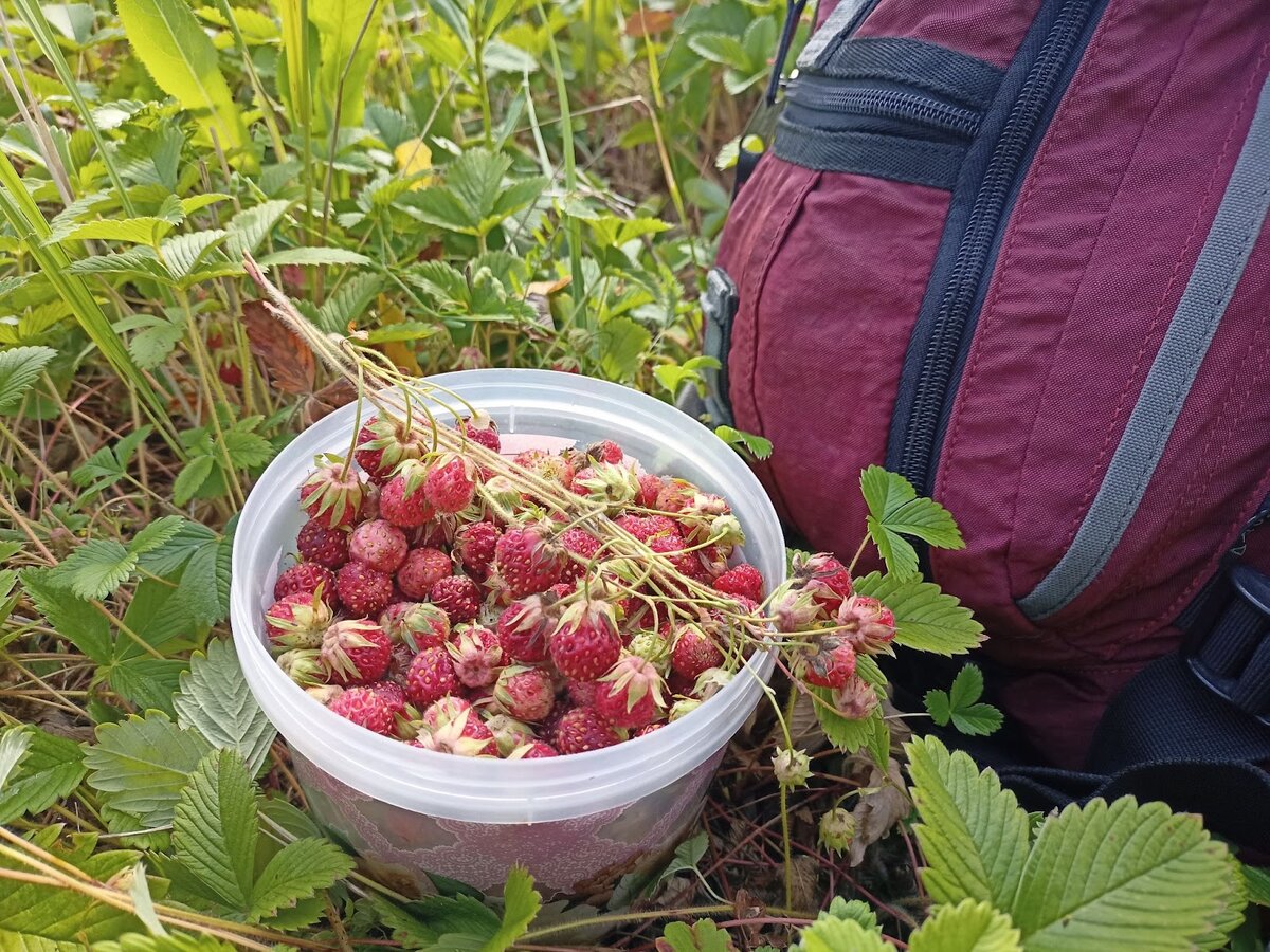 Луговая клубника фото. Клубника Полевая. Луговая клубника. Клубника заготовки.