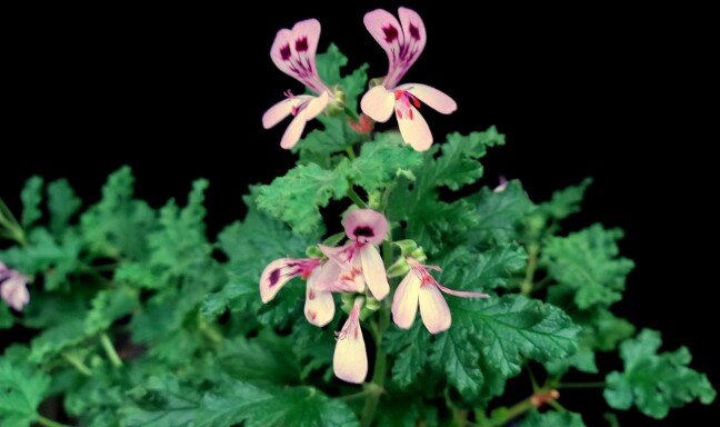 Есть впечатление, что это обыкновенный дум, на котором поселились бабочки-мотыльки?