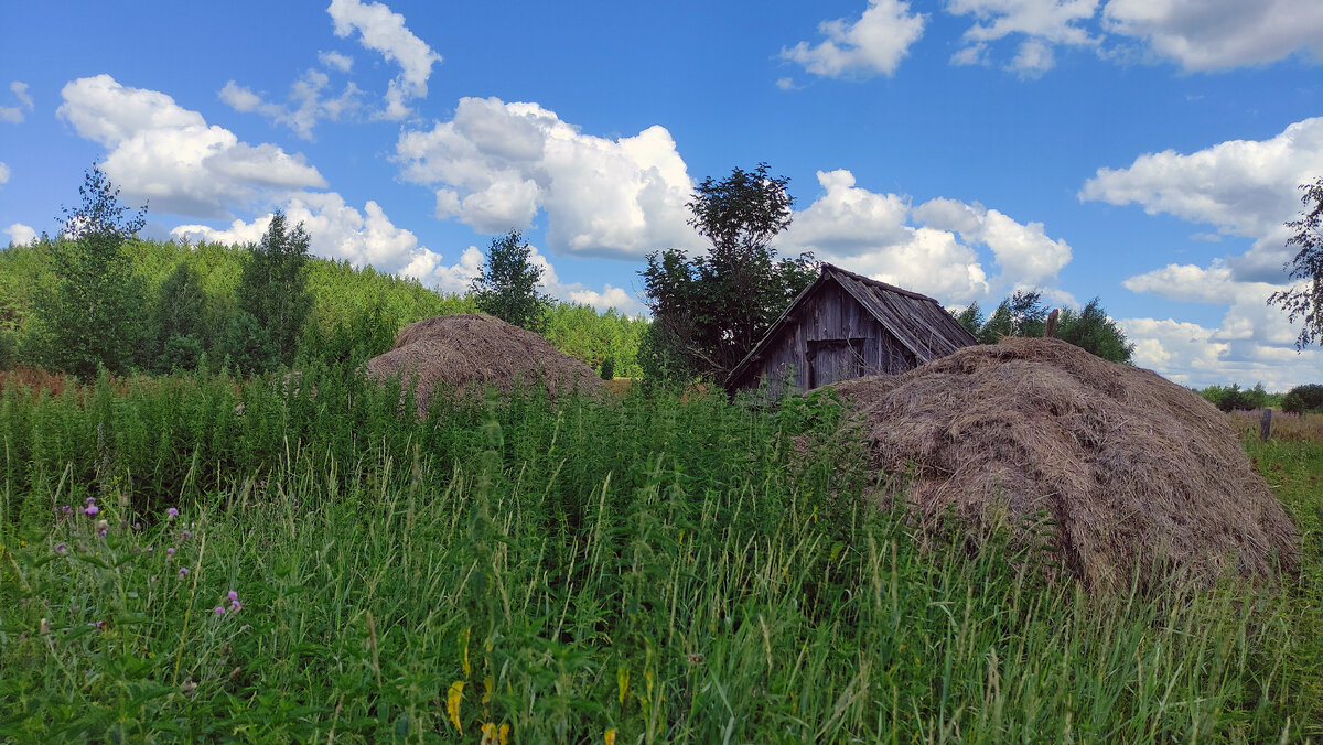 Эти стога сена лежат не первое десятилетие...
