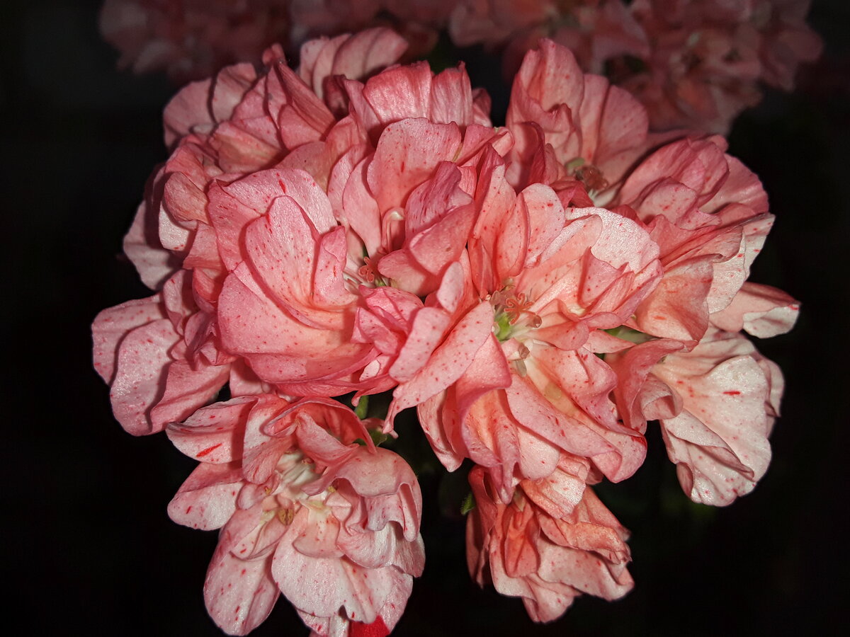 Цветонос как букет