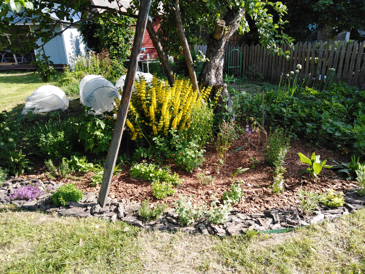 Старый извилистый ствол яблони и два молодых ствола (один на опоре). Июнь 2022 