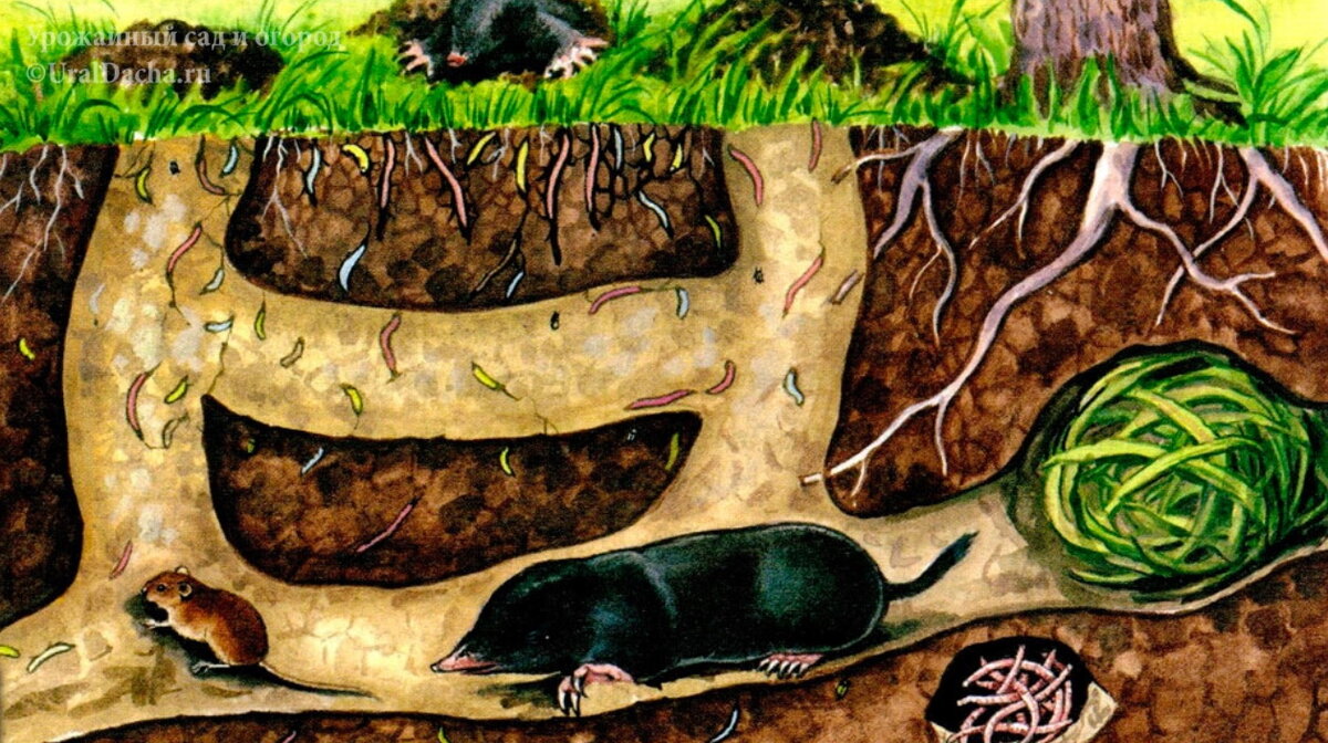 Одним из показателей плодородия земли является наличие червей, именно они, перерабатывая органические остатки, вырабатывают биогумус, основу питания для наших культур.-4