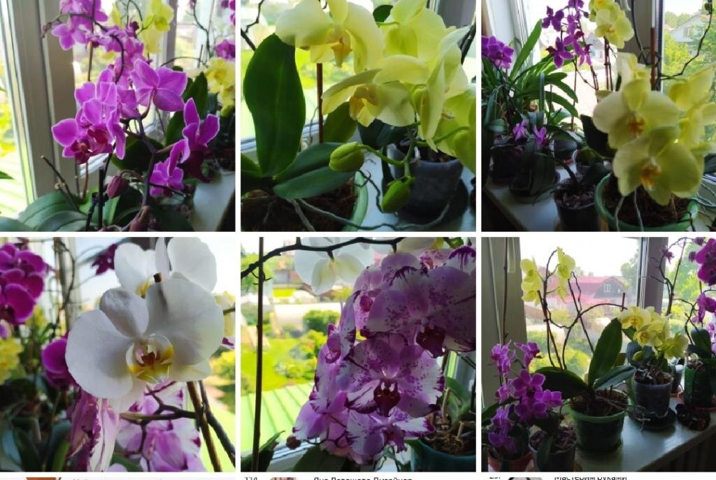 Мои орхидеи всегда шикарно и продолжительно цветут.