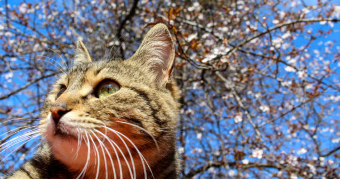 Разве не красавец? Istockphoto.com