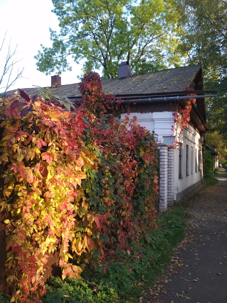 Осенние листья.