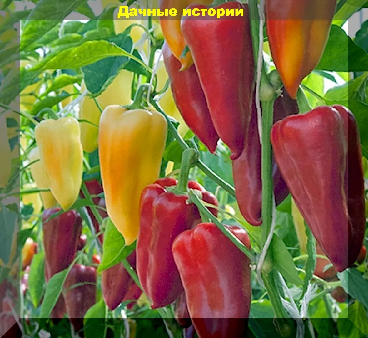 Купить семена Перца сладкого ГЕРМАНСКАЯ ВИОЛОНЧЕЛЬ с доставкой по РФ ☘ Ярмарка Р