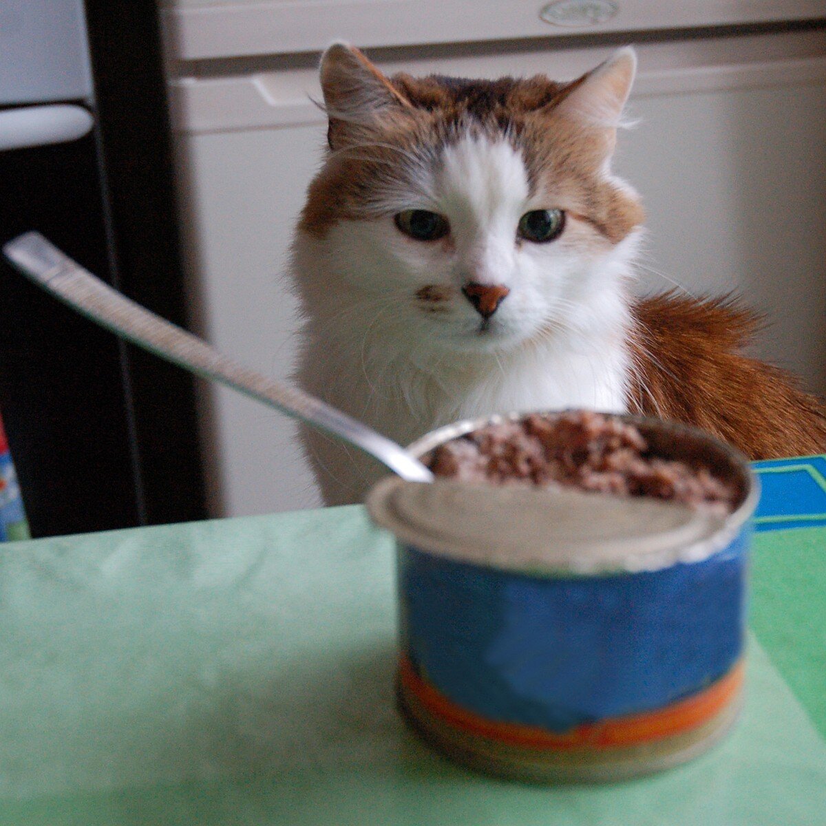 Как научить кошку есть новый корм: секреты перевода питомца на другую пищу
