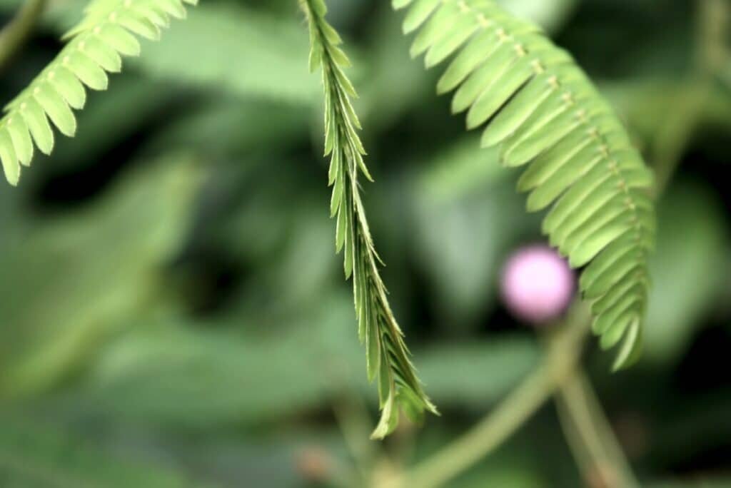    ©Sten, Wikimedia Commons