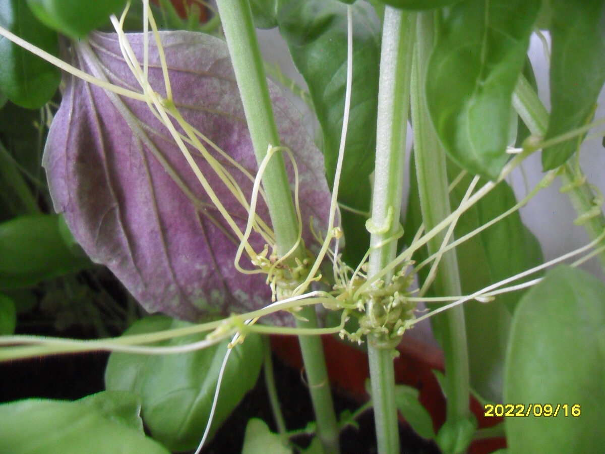 Чужой среди базилика