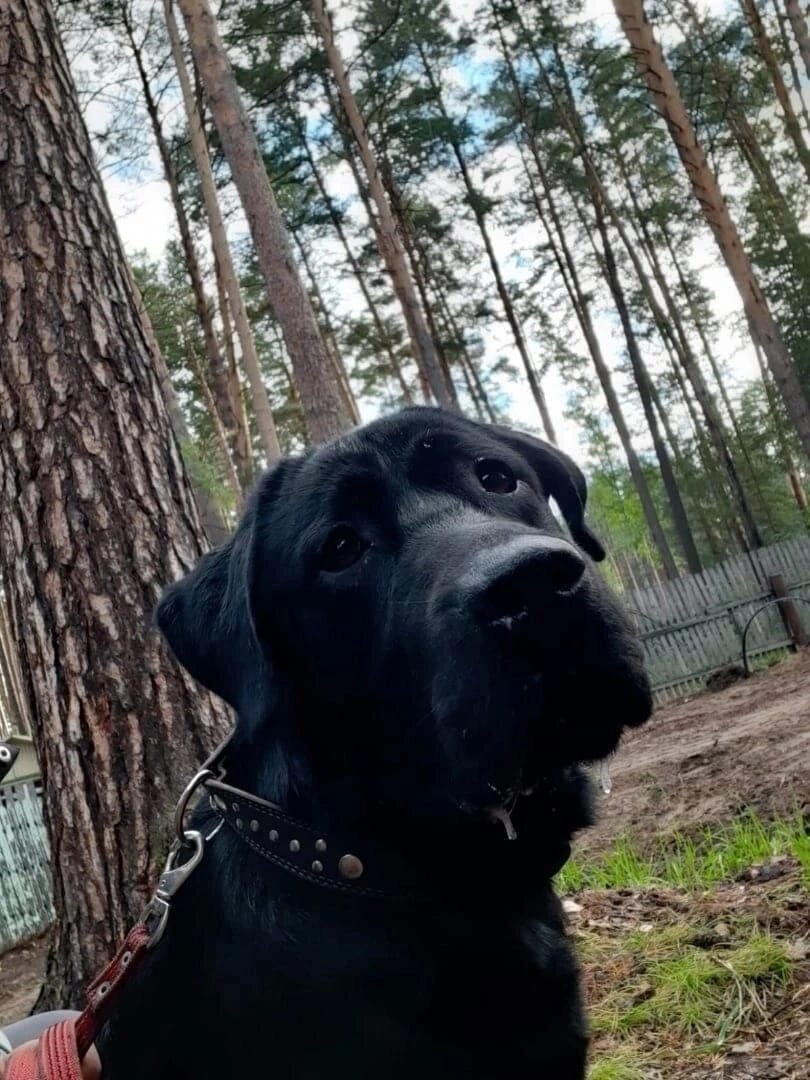 Морган