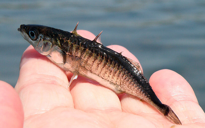 Фото с сайта: https://bolshoyulov.ru/wp-content/uploads/2016/11/stickleback-fish-photo.jpg