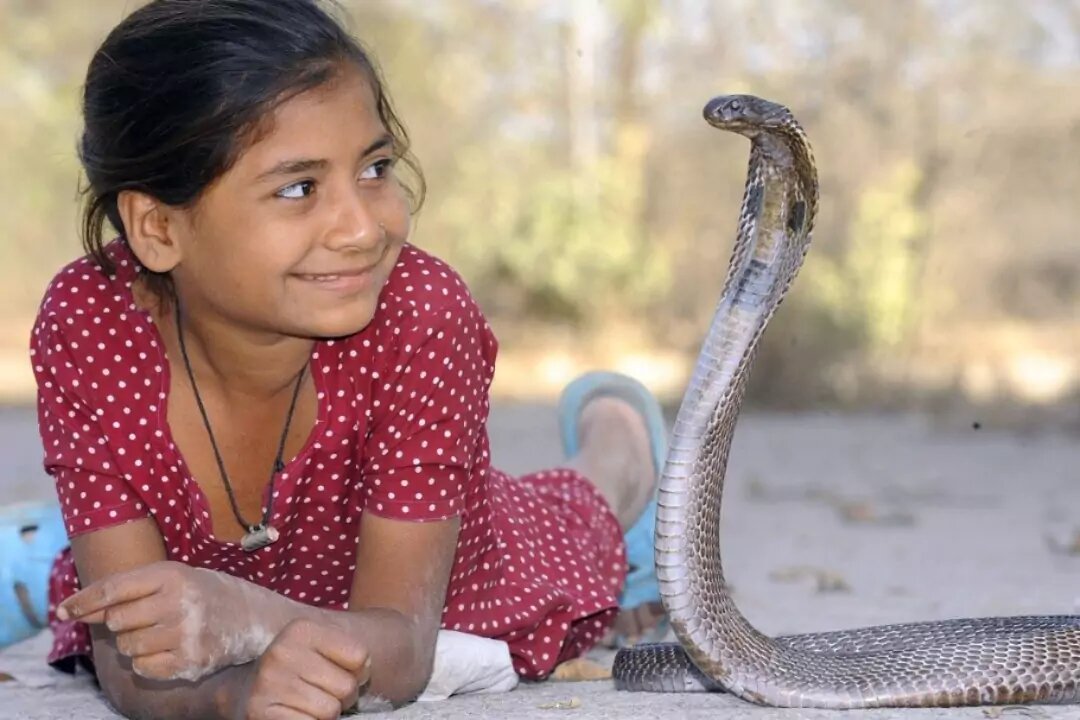 The indian cobra is a very snake