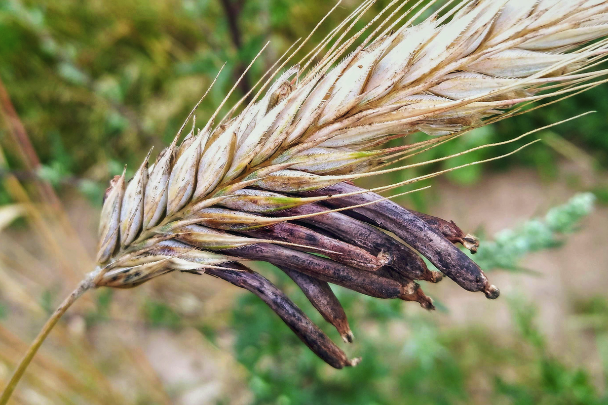 Пшеница вредна. Спорынья (Claviceps purpurea). Гриб Claviceps purpurea. Claviceps purpurea – спорынья пурпурная. Спорынья Claviceps purpurea Tulasne.