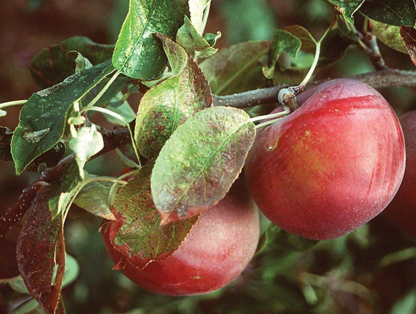 Фото: goodfruit.com