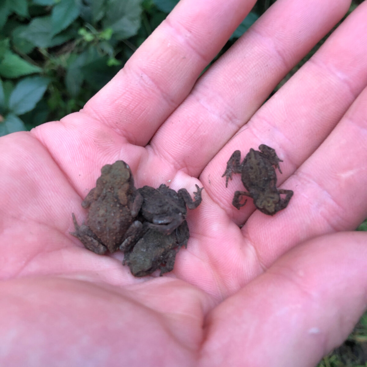 Жабята из леса - сейчас выпущу. 