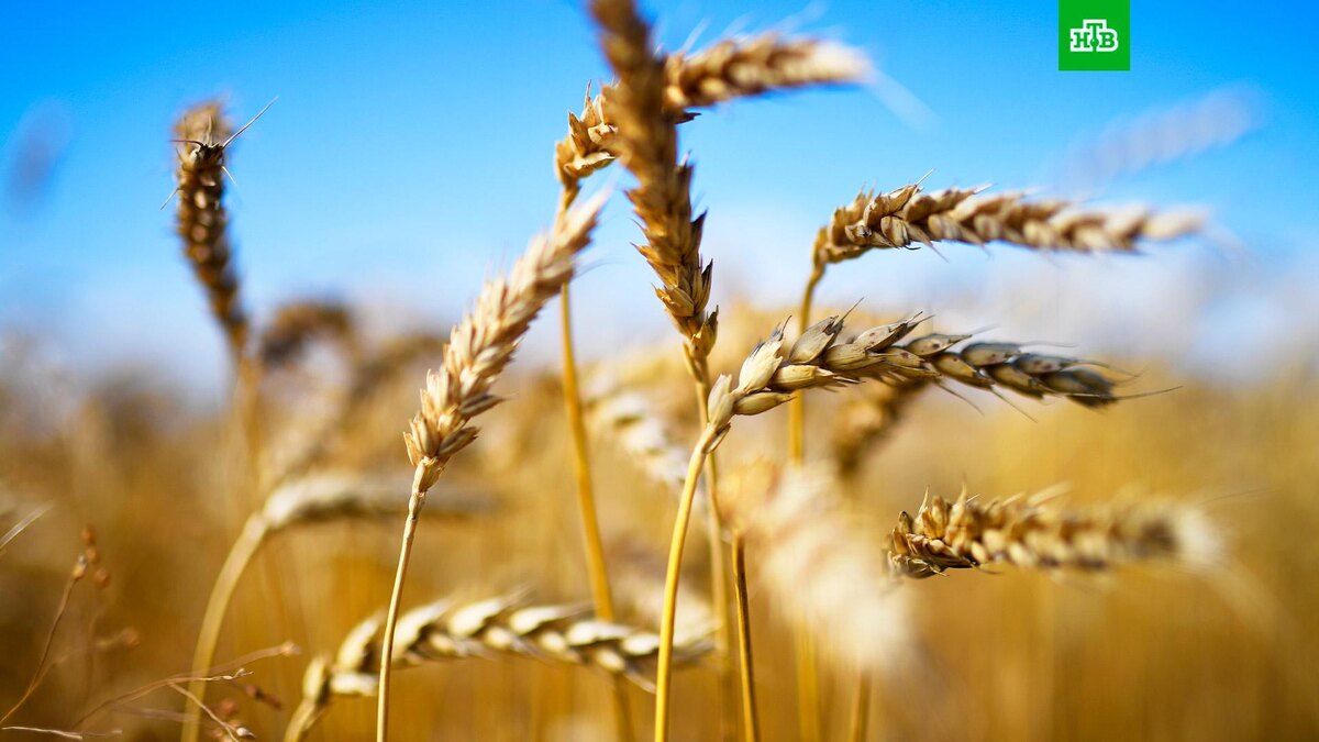    Фото: РИА Новости © 2022, Александр Кряжев