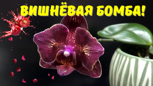 Орхидея - взрыв восторга! Phalaenopsis I-Hsin Cherry Bomb🍒