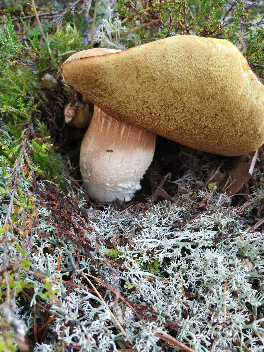 Это товарищ боровой.