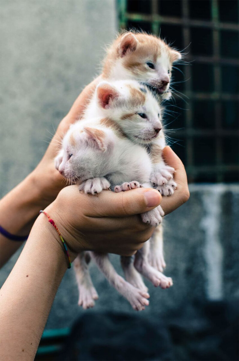 Цветы жизни