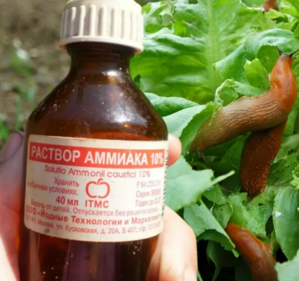 Фотография взята из источника vashsad24.com