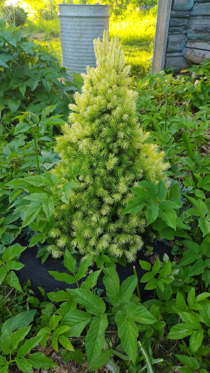 Ель