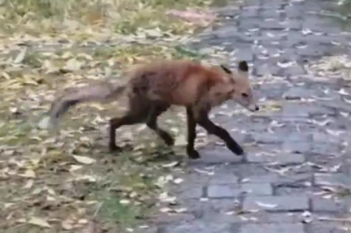    В Тверской области заметили лисёнка в посёлке, а летучих мышей в городе